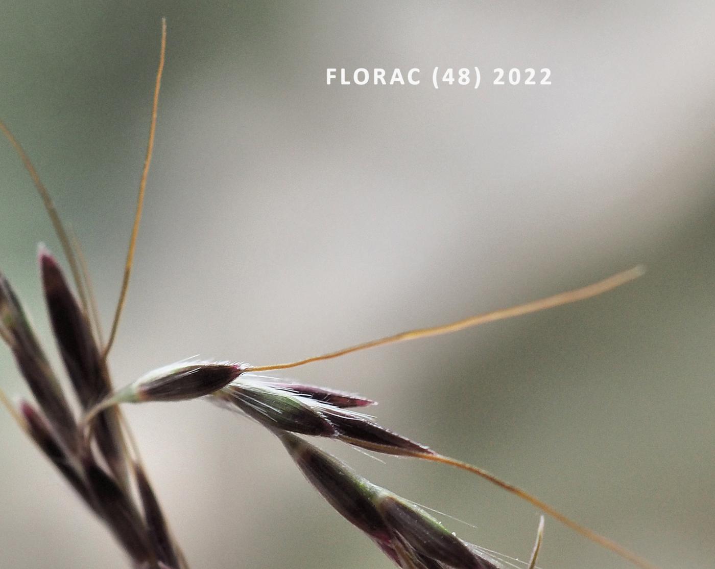 Finger-grass, Bearded fruit